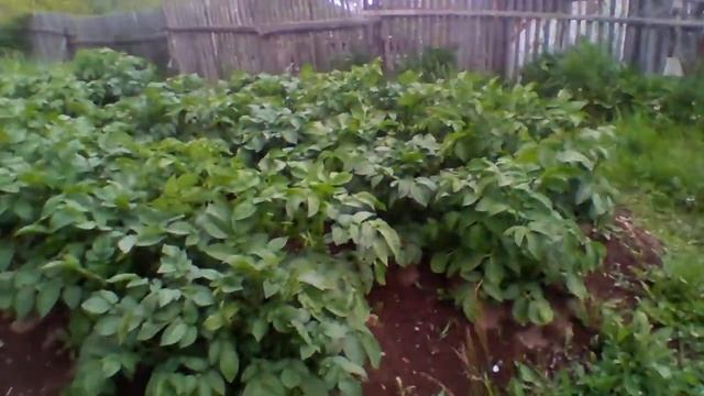 Картофель. Северное Приморье РФ. смотреть онлайн