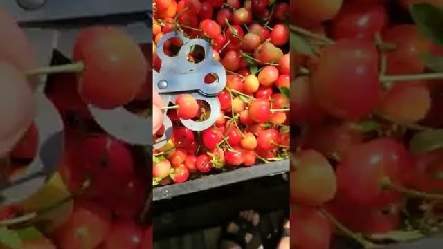 Черешня Приусадебная смотреть онлайн