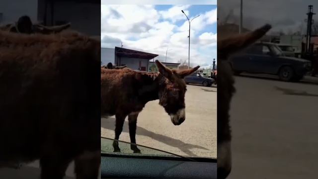 А мы с друзьями едем в горы ... смотреть онлайн