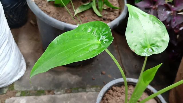 All about Alocasia cucullata / Chinese Taro || How to grow and care guide. смотреть онлайн