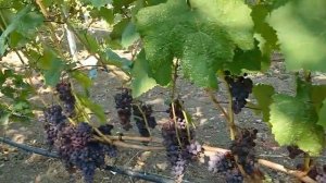 Виноград Фиолетовый ранний и Маркетт 2024.mp4