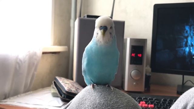 Пуся, говорящий попугай! Волнистый попугай говорит смотреть онлайн