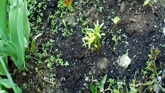 ОШИБКИ ПРИ СОЗДАНИИ РОЗАРИЯ смотреть онлайн