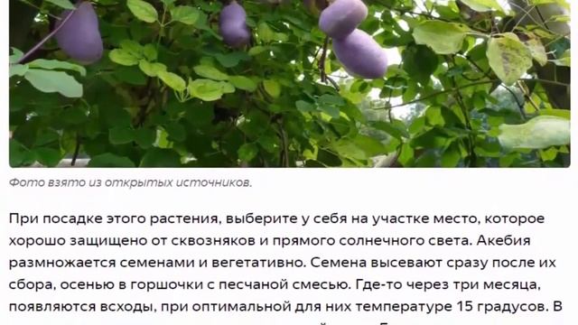 Акебия шоколадная лиана смотреть онлайн