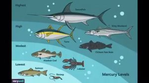 Треска, Тунец, Лосось - заражение РТУТЬЮ (VeryWell)