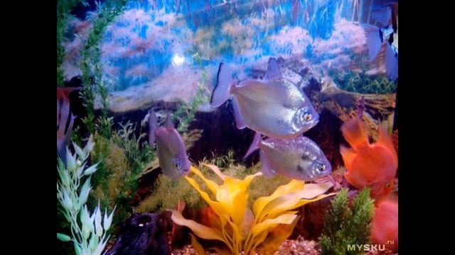 Защитные очки из поликарбоната (ANSI Z87.1) | #Обзор смотреть онлайн