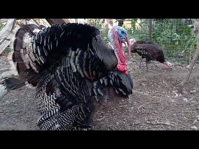 Сколько лет держать индюков на племя смотреть онлайн