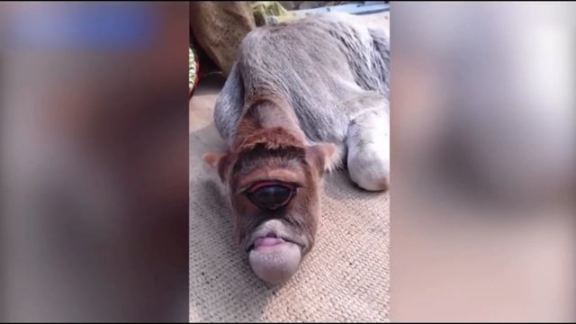 САМЫЕ НЕОБЫЧНЫЕ И СТРАННЫЕ ЖИВОТНЫЕ В МИРЕ. Топ 7 странных животных. смотреть онлайн