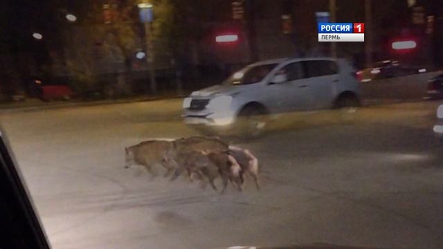 Кабаны выходят на ночной променад смотреть онлайн