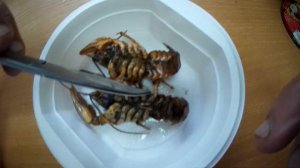 Определение пола речного рака