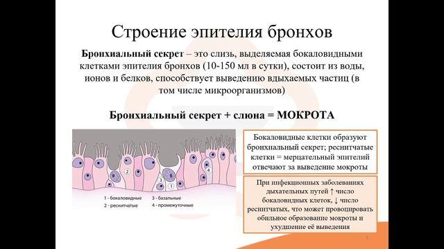 18.1. Лекарственные средства, применяемые при различных видах кашля смотреть онлайн