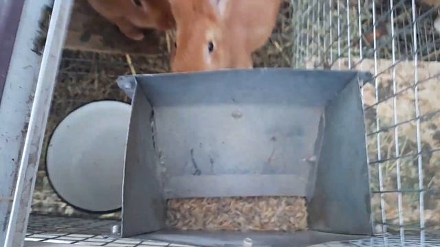 ? Вес крольчат в 60 дней. Породы "#Бургундия " смотреть онлайн