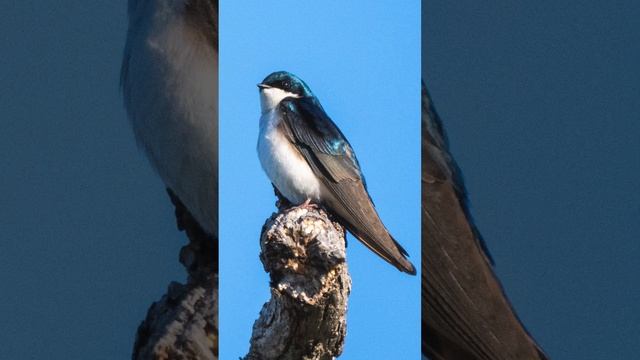 Olympus 150-400mm Quick Review смотреть онлайн