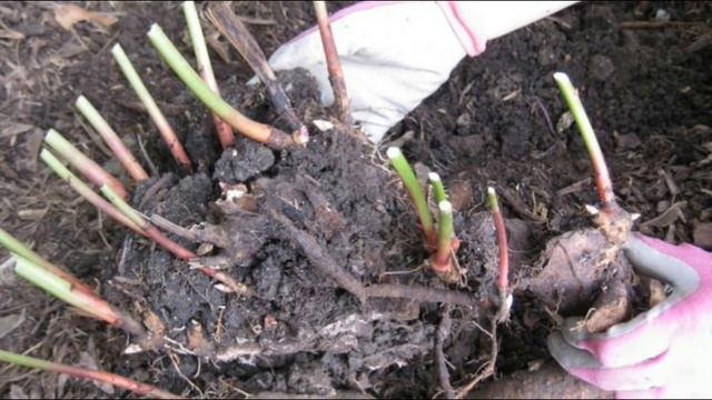 Пересаживаем пионы. Когда это лучше сделать