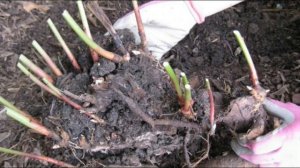 Пересаживаем пионы. Когда это лучше сделать