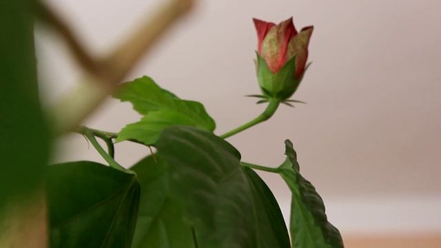 Гибискус - китайская роза. смотреть онлайн