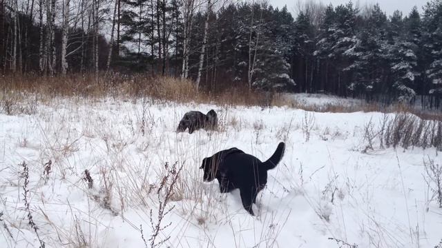 собаки,снег,игрушка смотреть онлайн