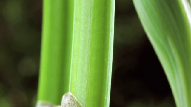Timelapse SPRING AWAKENING blooming flowers, growing plants. David Attenborough's opinion смотреть онлайн