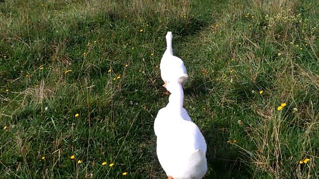 Содержание гусей летом смотреть онлайн