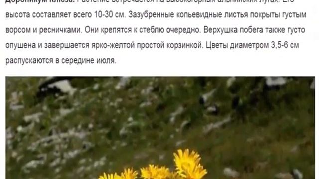 Дороникум – очаровательный солнечный цветок смотреть онлайн