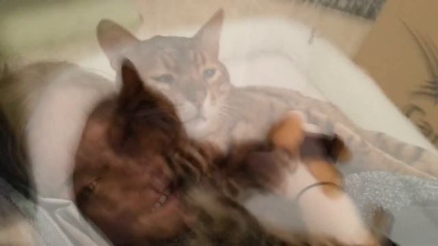 САМЫЕ ДОРОГИЕ и РЕДКИЕ ПОРОДЫ КОШЕК в МИРЕ / ТОП 10 смотреть онлайн