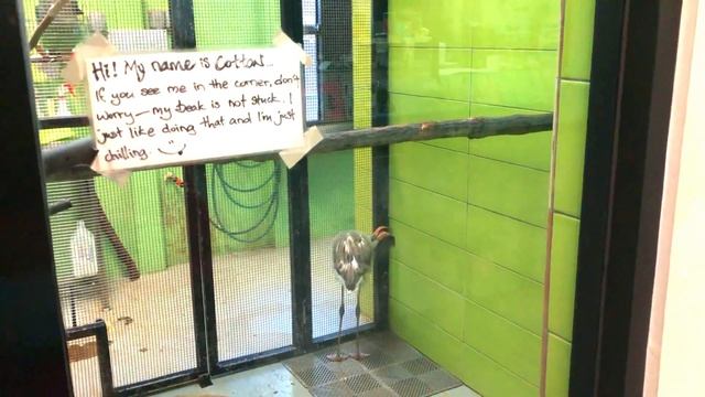 Jurong Bird Park | Singapore Tour | Must Visit Place in Singapore | Singapore Travel Guide смотреть онлайн