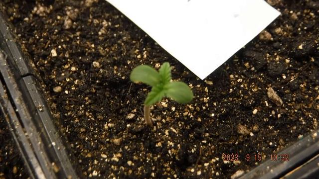 2023-09-15 смотреть онлайн