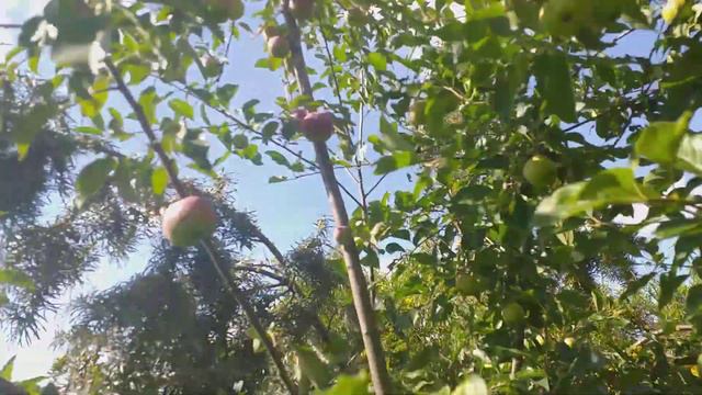 Персики середньостиглі сорти. Прогулянка по саду
