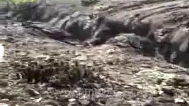 Male frigate balloon, volcanic fissure, and lava cactus. Gal смотреть онлайн