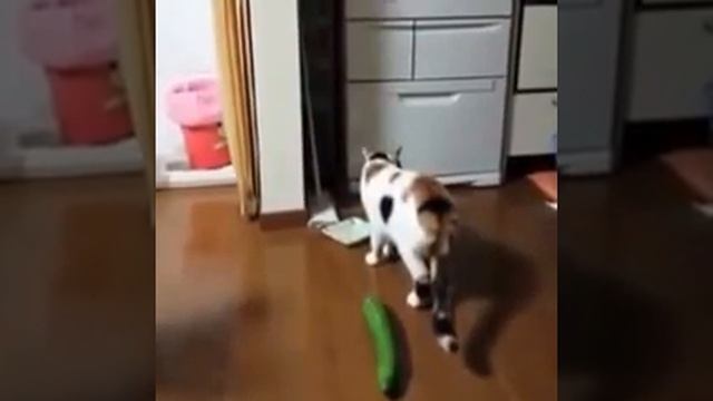 Cat VS cucumbers [ FAIL ] "How to scare a cat" смотреть онлайн