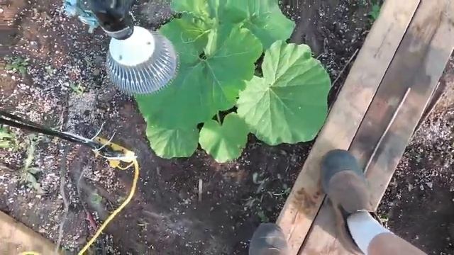 Preparing The Regular Pumpkin Patch, And Plant Update 5-22-21