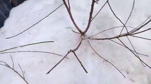 Обрезка персика,формирование кустом.