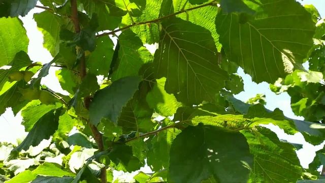 ФУНДУК . Сорт Обильный ! Очень детально об етом сорте и его орешках !))) смотреть онлайн