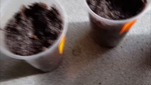 Бутылочное дерево/ Выращиваю из семян/ Nolina/ Появились первые всходы