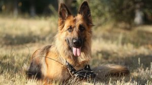 Лай собак (Звуки лая злой немецкой овчарки) | (3 Секунды)