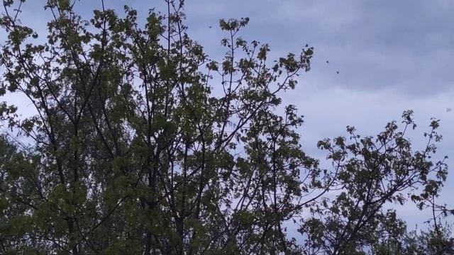 Майский жук большой вылет. смотреть онлайн