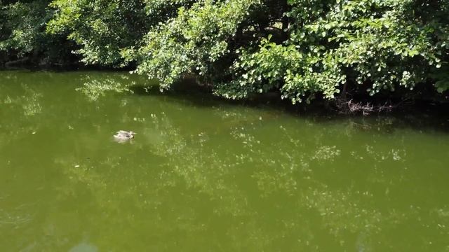 ЗАСТРЯЛИ В ЛЕСУ НА ПОЛ ДНЯ. НЕМЕЦКАЯ ОВЧАРКА КУПАЕТСЯ В ПРУДУ. смотреть онлайн