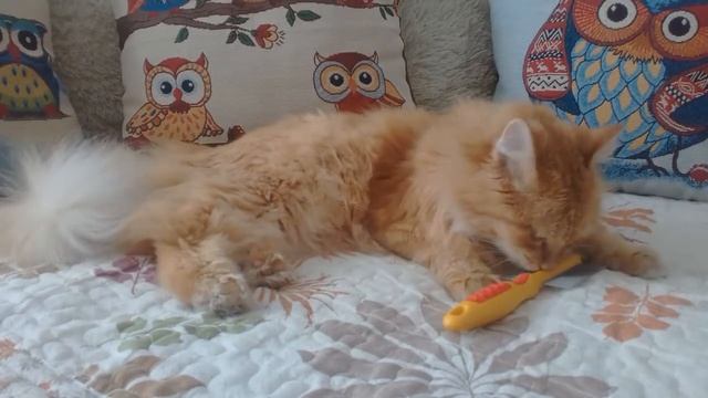 УХОД ЗА ШЕРСТЬЮ СИБИРСКОГО КОТА/ Pets__Love смотреть онлайн