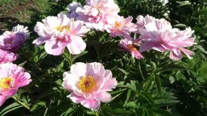 Пион МЕЙ ПЕТИТ ЧЕРРИ ?? Paeonia MY PETITE CHERIE: обзор, описание, цветение, отзыв