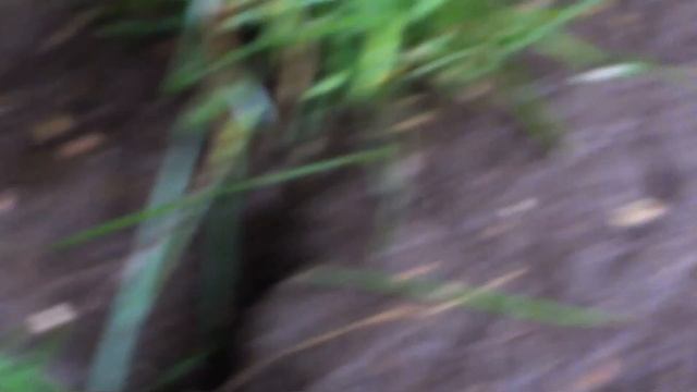 Нутрия в вольере живёт поколениями. смотреть онлайн