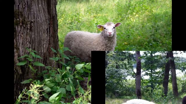 Озеро Меларен,река Фюрисон,Швеция.Mälaren,Fyrisån,Sweden смотреть онлайн