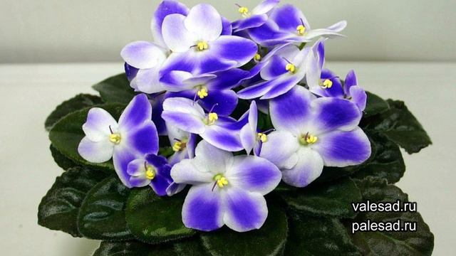 РАССАДА НЕ ВЫТЯНЕТСЯ! Применяю это средство, и рассада крепкая и толстенькая! смотреть онлайн