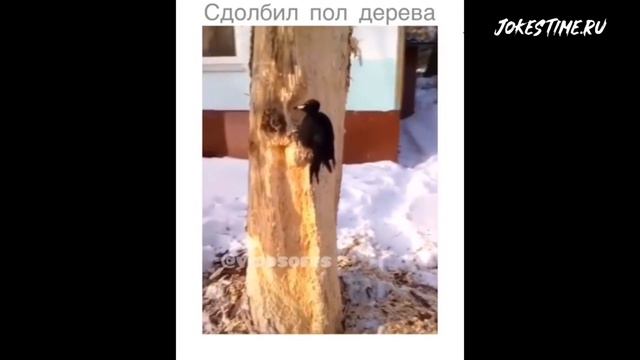 СМЕХ ДО СЛЁЗ ✔️ ПОДБОРКА ПРИКОЛОВ ржака угар #6 смотреть онлайн