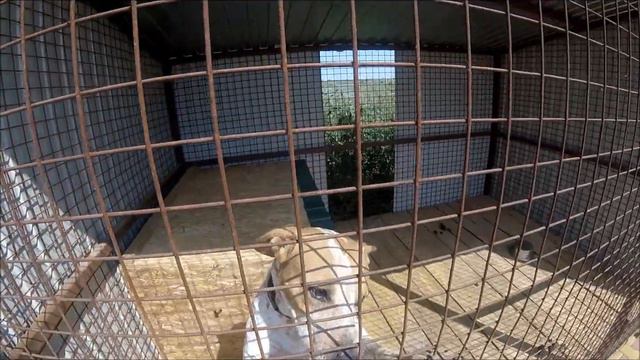 Зена, Стёпа, Гвоздь. Приют для бездомных животных "Лисёна" смотреть онлайн