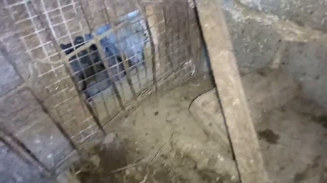 Отсадил дефектных цыплят, остальные идут к взрослым курам смотреть онлайн