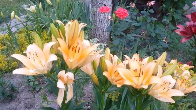 Лилия - королевский цветок смотреть онлайн