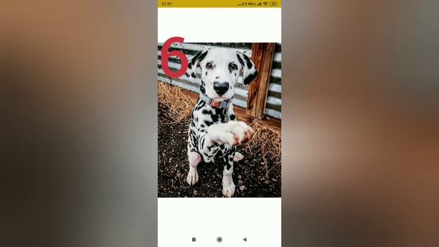 Топ 10 самых милых пород собак. смотреть онлайн