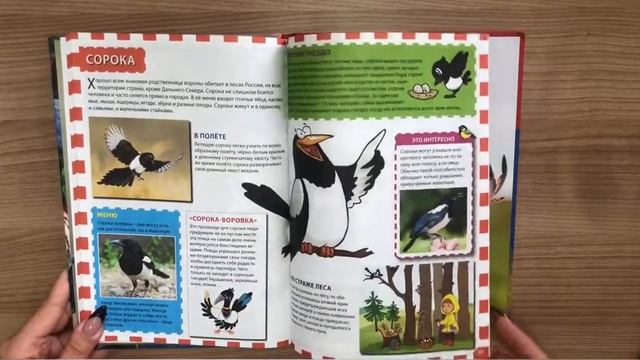 Птицы России. Популярная детская энциклопедия смотреть онлайн