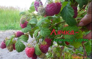 Малина Лячка  (Ляшка)  Ранний, летний сорт малины.
