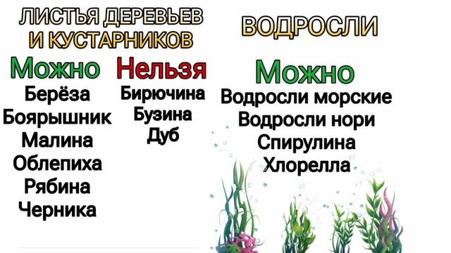 Что можно и нельзя кушать хомячку!? смотреть онлайн